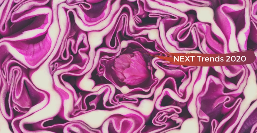Red cabbage Red cabbage