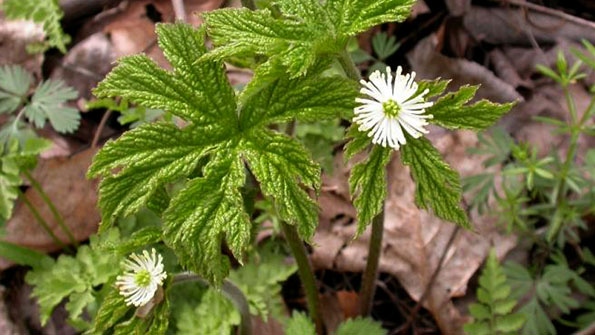 Botanical Adulterants Program bulletin explains goldenseal adulteration Botanical Adulterants Program bulletin explains goldenseal adulteration