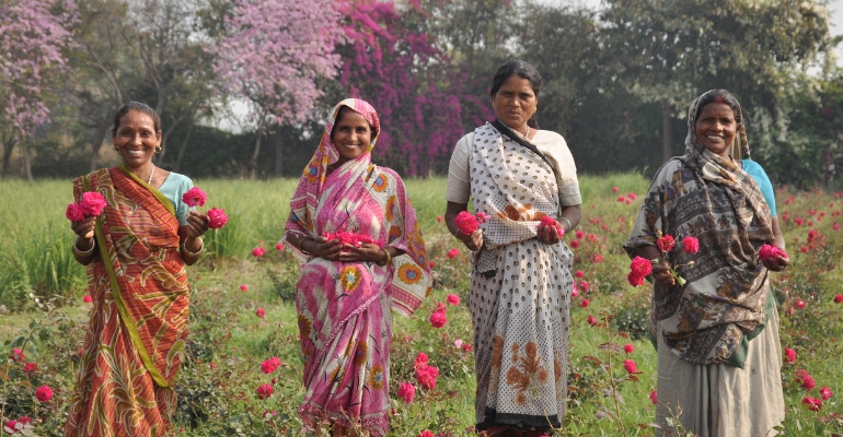 organic india farmers harvesting roses
