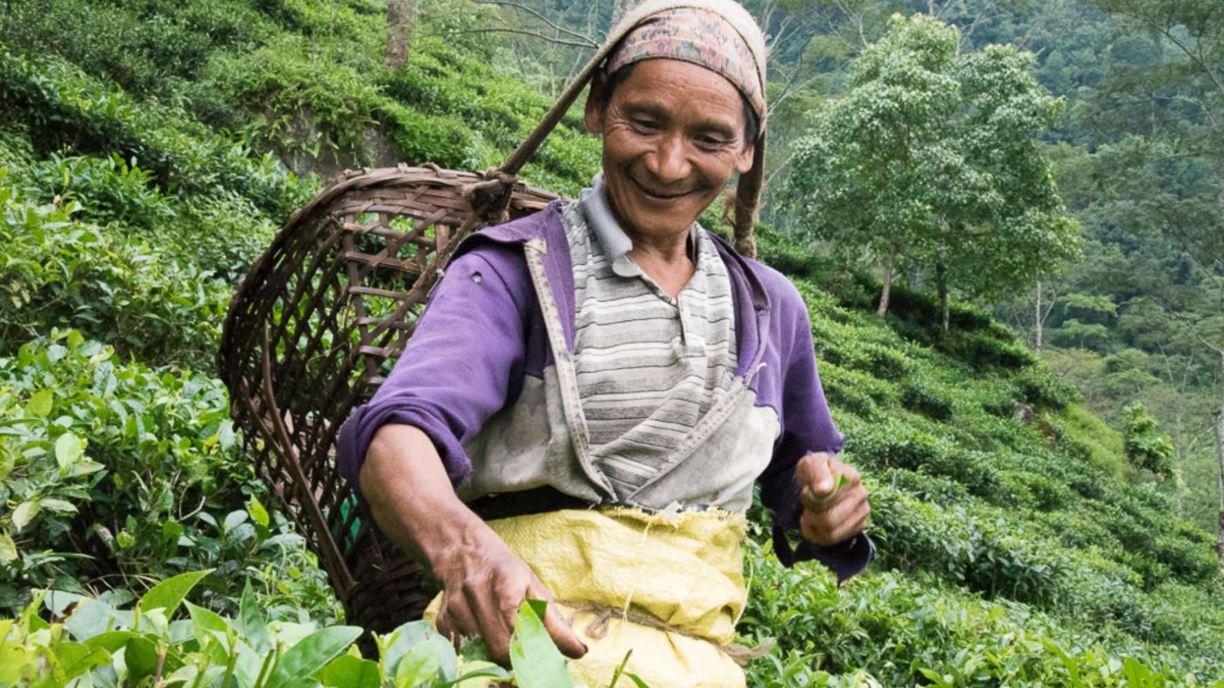 Nepal Tea Collective makes a name for Nepalese teas