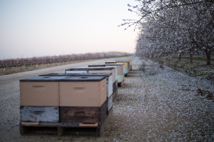 5@5: Brandless fails to disrupt CPG industry |  Uploading beehives to the 'cloud'