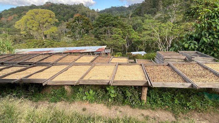Salt Spring Coffee dries on raised beds in Canada.