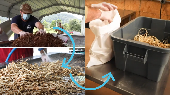 The Appalachian Harvest’s Herb Hub in Duffield, Virginia, supports small farmers in selling their their herbs to manufacturers. Upper left, a worker rolls a crop to remove larger clumps of dirt. Lower left, another worker sprays the herbs with a hose to finish cleaning them. Right, an employee packs fresh herbs for delivery.  Source: https://www.youtube.com/watch?v=eMyJ-AEqmvA The Appalachian Harvest’s Herb Hub in Duffield, Virginia, supports small farmers in selling their their herbs to manufacturers. Upper left, a worker rolls a crop to remove larger clumps of dirt. Lower left, another worker sprays the herbs with a hose to finish cleaning them. Right, an employee packs fresh herbs for delivery.  Source: https://www.youtube.com/watch?v=eMyJ-AEqmvA
