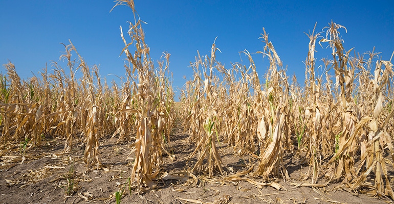 dry crops drought heatwave