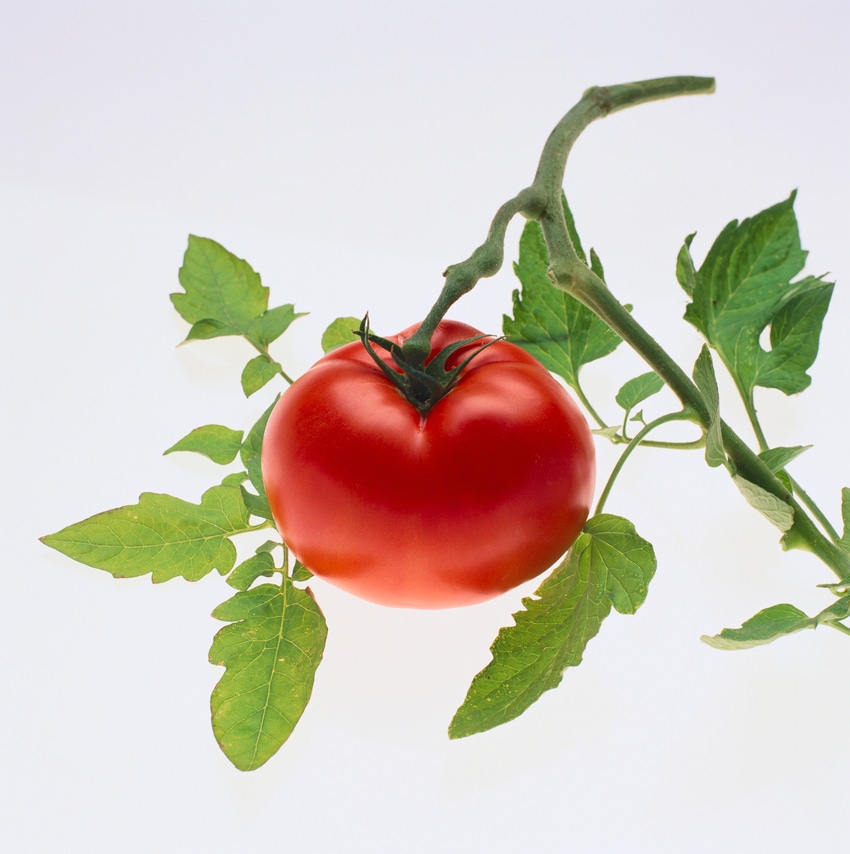 5@5: GMO tomatoes? | Plant-based Impossible Burger hits NYC menu