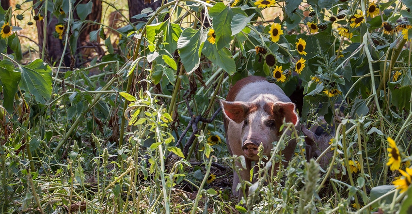 Regenerative agriculture incorporates a range of activities, from inviting livestock, such as this piglet, into crop farming 