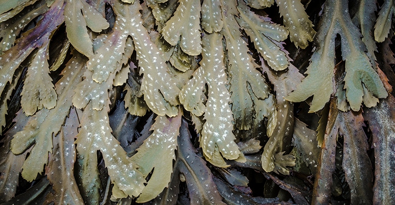 seaweed header image