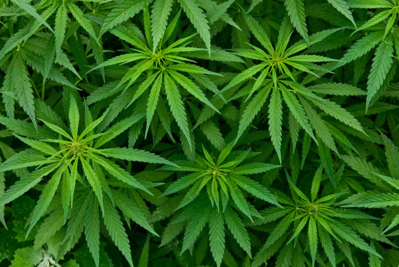 AHP releases report on cannabis and epilepsy