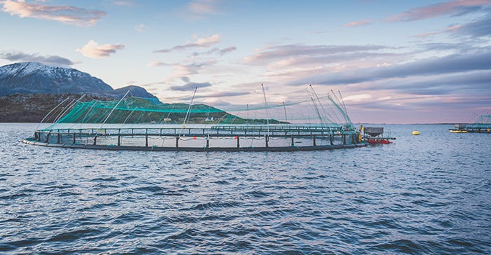 NEXTY winner Kvarøy Arctic fights food waste, improves sustainability with salmon hot dogs