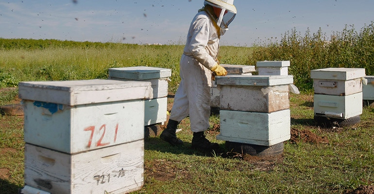 beekeeping.jpg