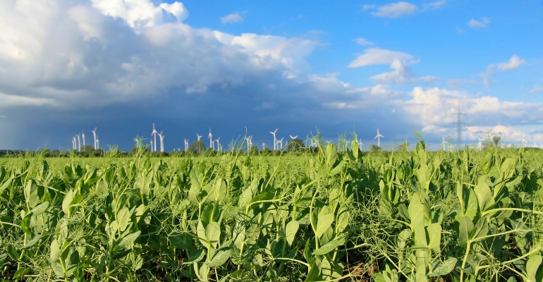 Farming Crops and Blue Sky Farming Crops and Blue Sky