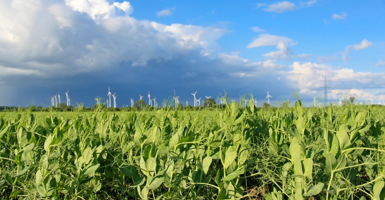 Farming Crops and Blue Sky