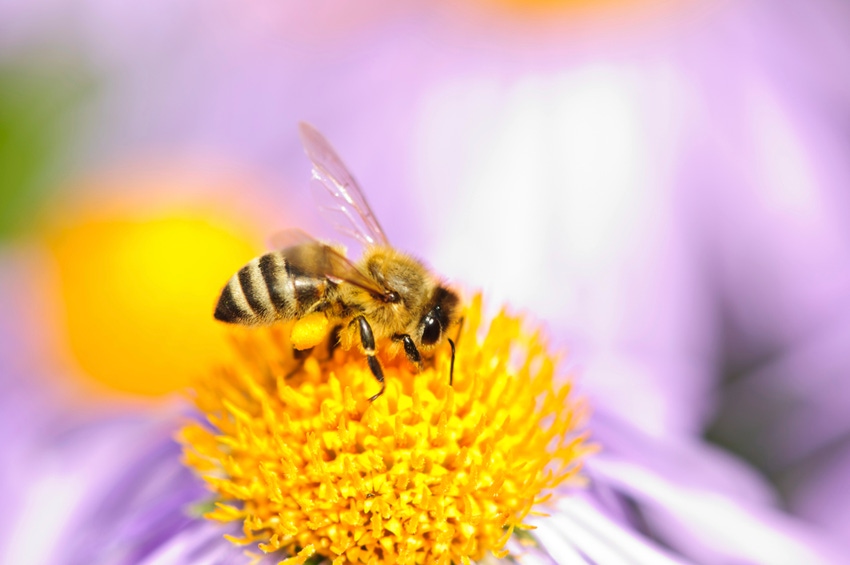 5@5: Soy farming starves honeybees | Mexico bans glyphosate