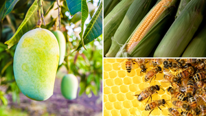 Mangoes ripening on trees, picked sweet corn and bees on honeycomb are all examples of Specialty Crops.  Mangoes ripening on trees, picked sweet corn and bees on honeycomb are all examples of Specialty Crops.