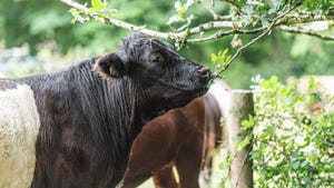 Cow grazing tree regenerative