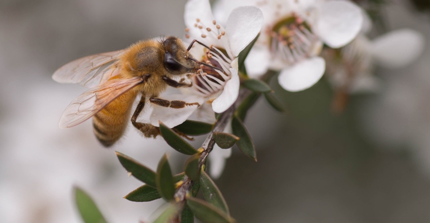 manuka honey has different qualities than other honeys