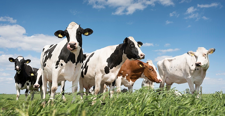 cows-in-field.jpg cows-in-field.jpg
