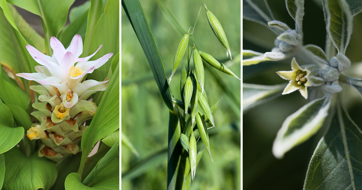 2 dietary supplement brands own ROC farms, grow botanical ingredients