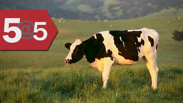 5@5: Monsanto, Syngenta talks | Higher purpose for cattle | World-changing millet