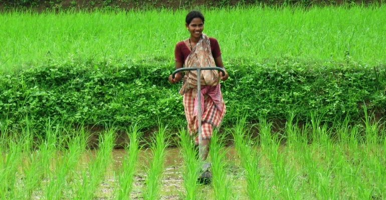 Rice Farmer in a Rice Paddy