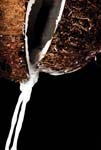 Coconut milk for nutricosmetics
