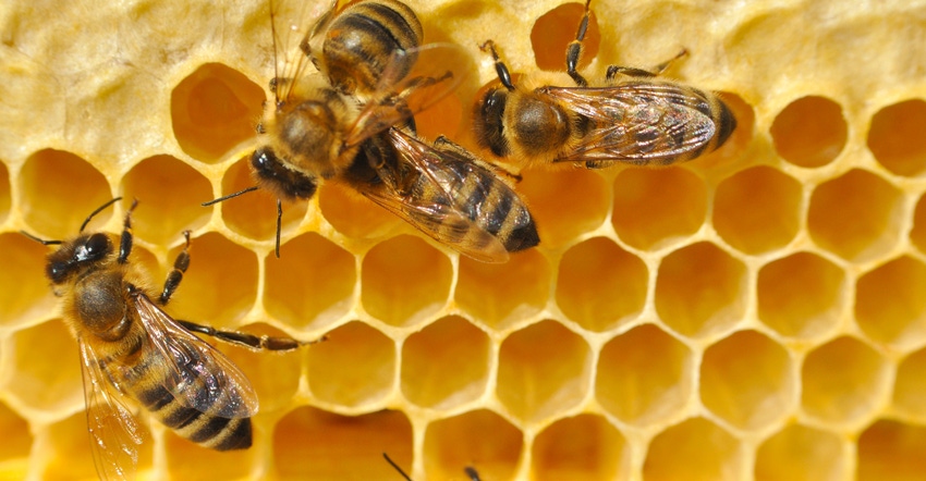 5@5: Whole Foods vs. vegan activists | Mushroom extract might save the bees