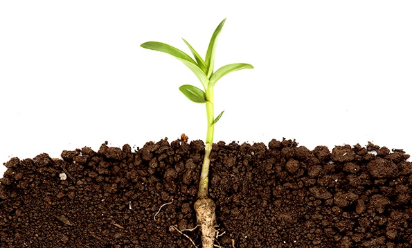 organic soil organic soil