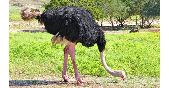 ostrich feeding