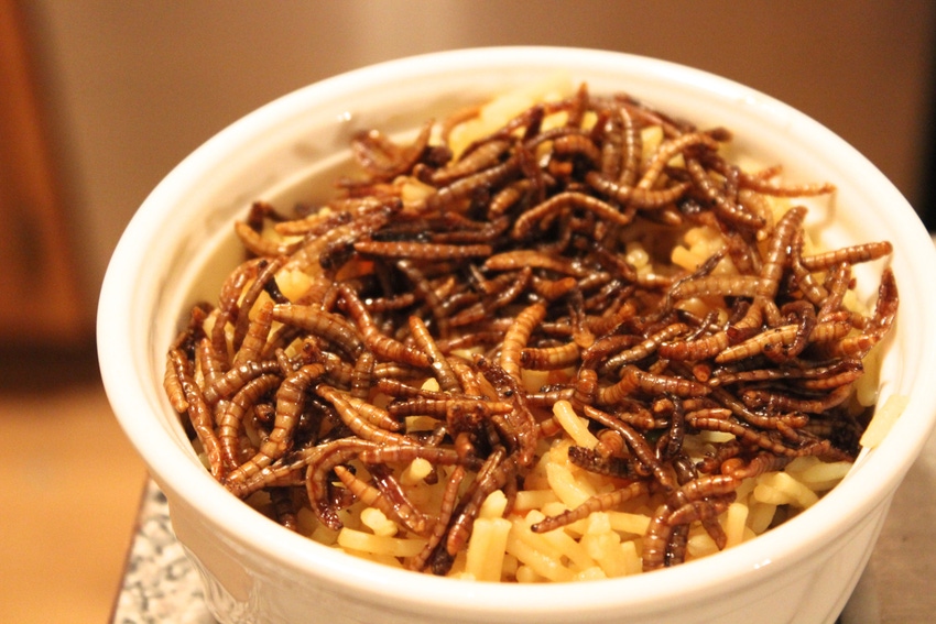 Putting your mealworm where your mouth is