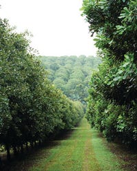 macadamia nut trees