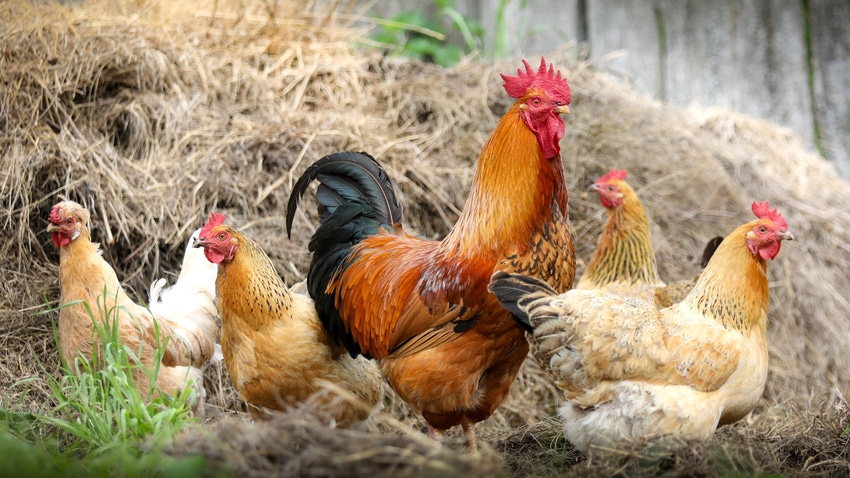 Poultry in hay on a farm