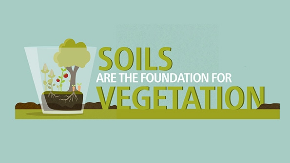 Infographic: The foundation of healthy soils