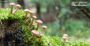 Are mushrooms the key to better health and longevity?  Are mushrooms the key to better health and longevity?