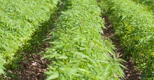 AHPA supports inclusion of the Hemp Production amendment in the 2018 Farm Bill