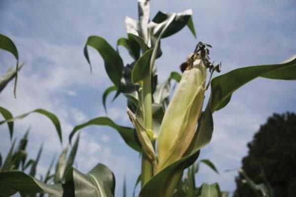 Monsanto, BASF leave Europe alone, U.S. braces for more GMO pressure