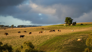 Timeless Seeds Timeless Seeds