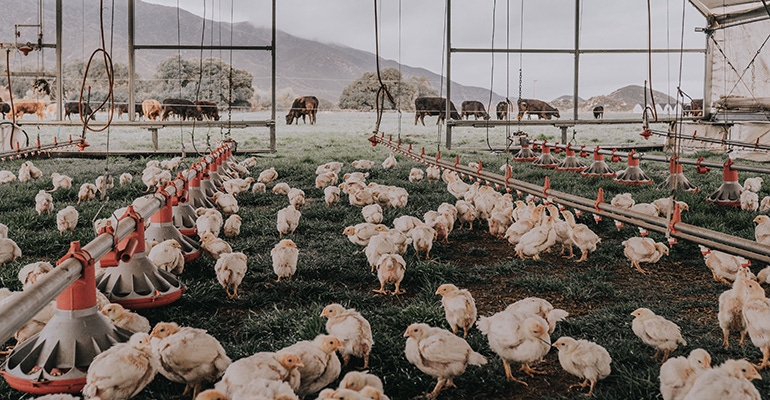 How NEXTY winner Pasturebird modernizes ancient farming 