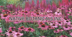 NBJ Award: Sustainability and Stewardship Award | Native Botanicals | echinacea field