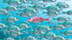 A pink fish swims against a school of green fish in this metaphor for innovation