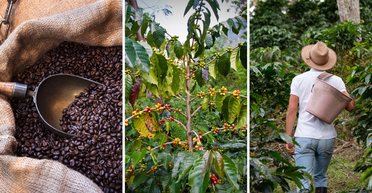 Coffee Value Chain