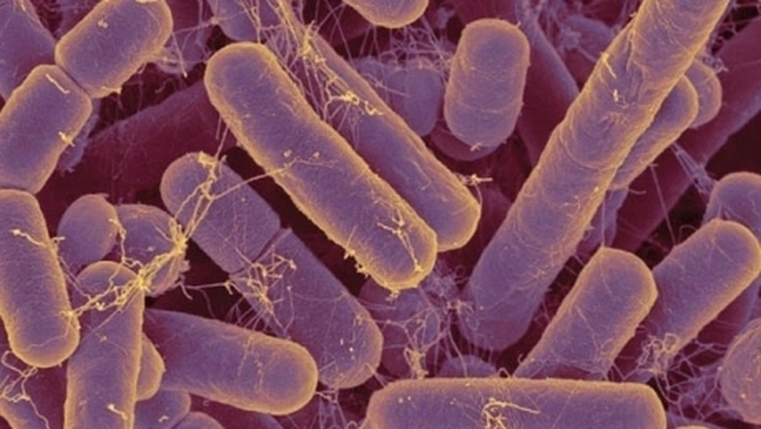 More clarity for probiotic makers, but perhaps not for consumers