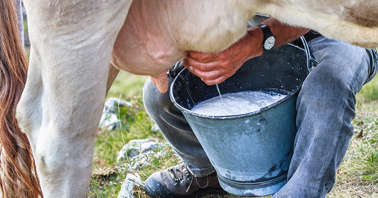 Could the Raw Milk Boom Be a Lifeline for Struggling Farmers