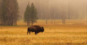 Bison restoration campaign launches