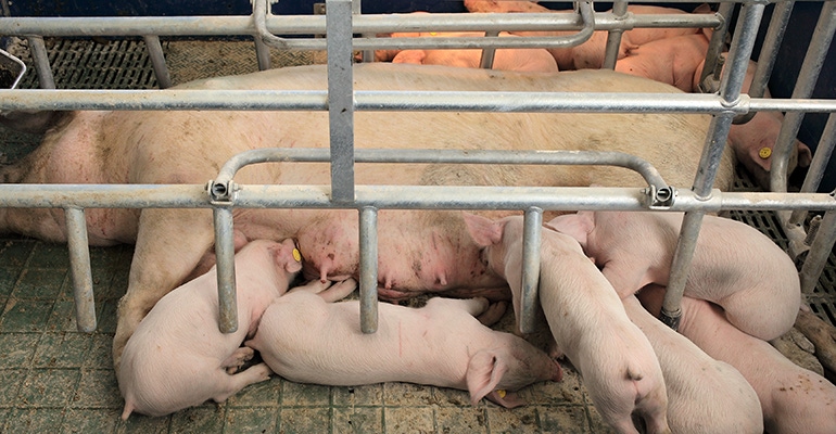 California court delays Prop 12 enforcement on sow gestation humane treatment