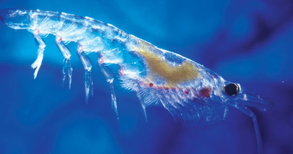 Krillus Get schooled on the sustainability of krill