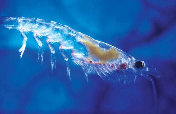 Get schooled on the sustainability of krill