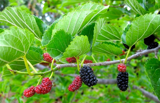 Phytochem releases 1-DNJ mulberry leaf extract