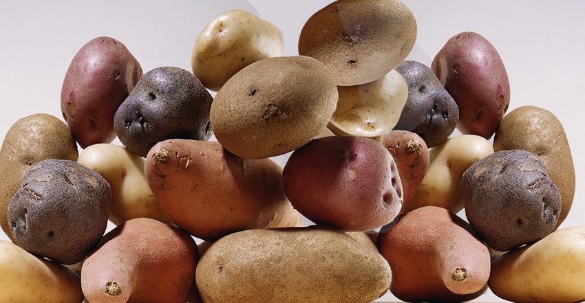 Potato protein might help women maintain muscle