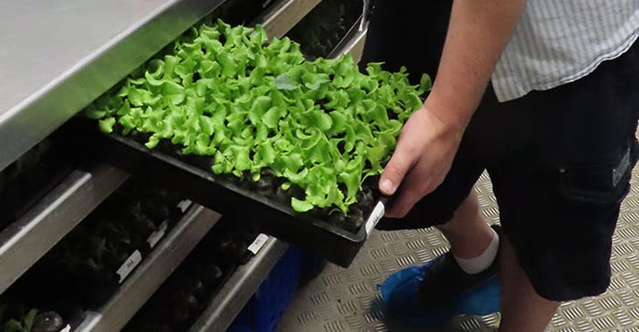 The freshest lettuce grows in Natural Grocers' GardenBox
