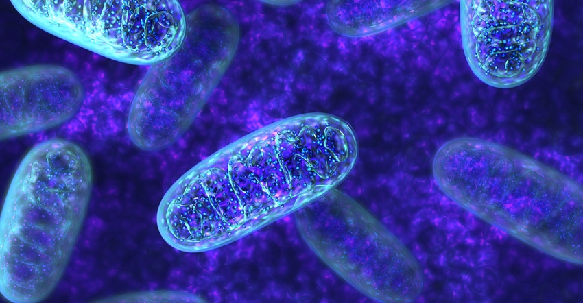 6 nutrients that improve the well-being of mitochondria, the cell's power plant
